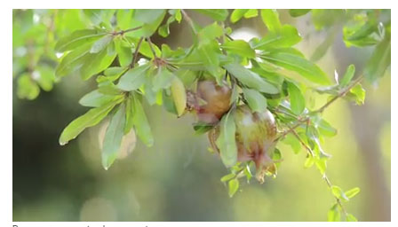  Pomegranates in the morning bokeh