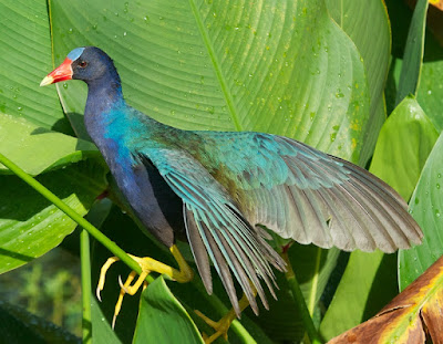 Purple Gallinule (Porphyrio martinicus)