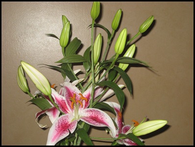 Stargazer lilies