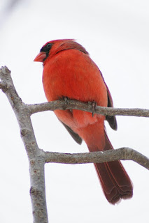 Cardinal rouge - Cardinalis cardinalis