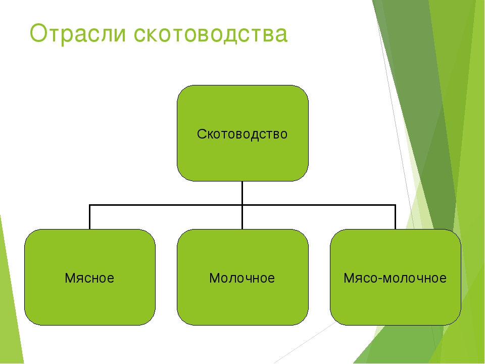 Направления скотоводства. Виды скотоводства. Схема направлений животноводства. Отрасли животноводства схема. Схема классификации животноводства.