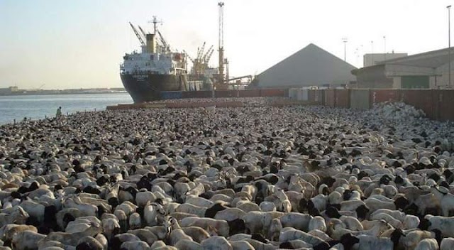 غرق سفينة محملة بـ16 ألف رأس ماشية في السودان كانت متجهة إلى السعودية..