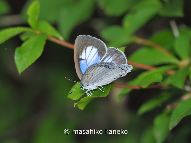 ウラゴマダラシジミ♀