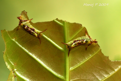 Caterpillars of Monkey Puzzle Butterfly