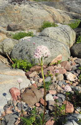 lingonberryhouse, midsummer, juhannus, kukat, nature