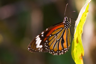 A Common Tiger photographed in Anuradhapura, Sri Lanka