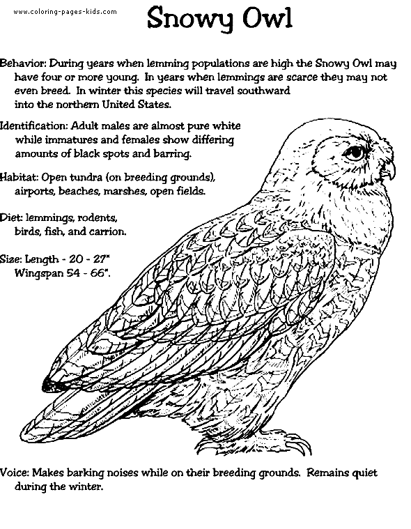 Owls Animal Coloring Pages Pictures