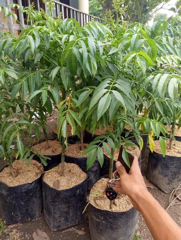 pohon kedondong merah tanaman terbaru Bengkulu