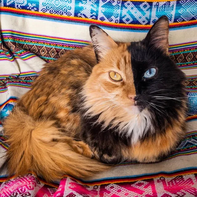 Introducing-Quimera-the-Breathtaking-Feline-with-T͏wo͏-D͏i͏ffe͏r͏e͏n͏t͏-Fa͏c͏e͏s͏-cats-stories