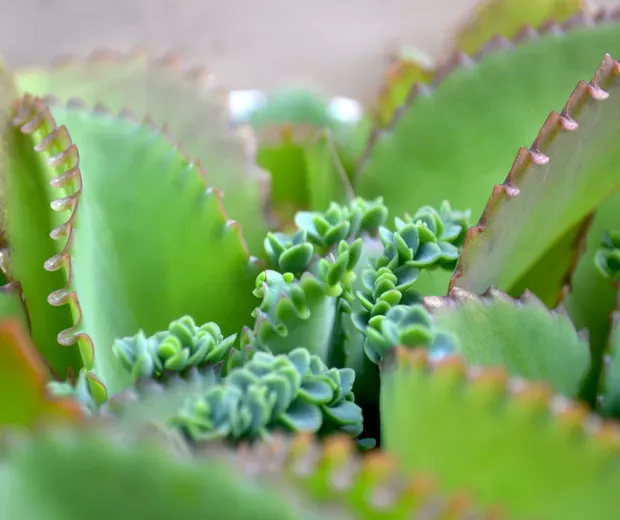 Mãe-de-milhares-Propagação-de-Kalanchoe-daigremontiana