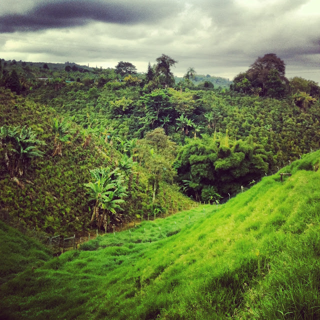 Paisaje cafetero Colombia de una / Toya Viudes