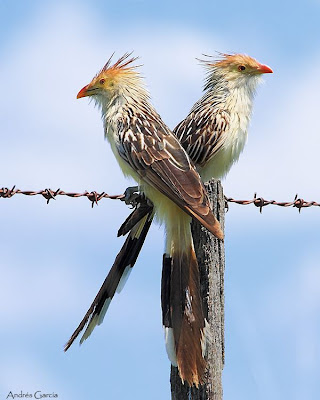 argentinian cuckoos