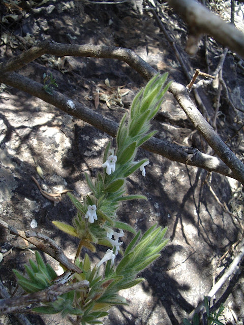 Micromeria leucantha