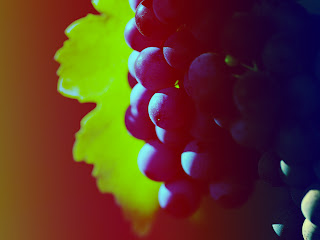 A Bunch of Dark Grapes Macro Fruit Photography HD Wallpaper