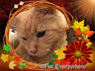 Happy Thanksgiving graphic featuring Carmine.