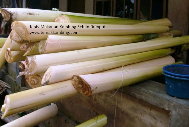 12 Jenis Makanan Kambing Selain Rumput TernakKambing com