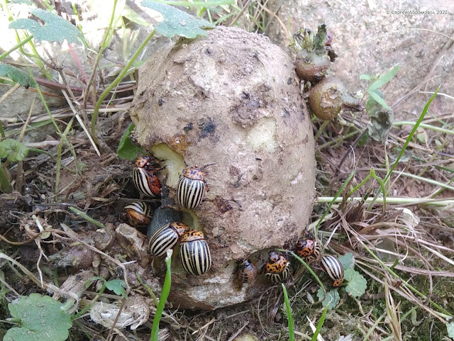 каларадскія жукі на бульбіне