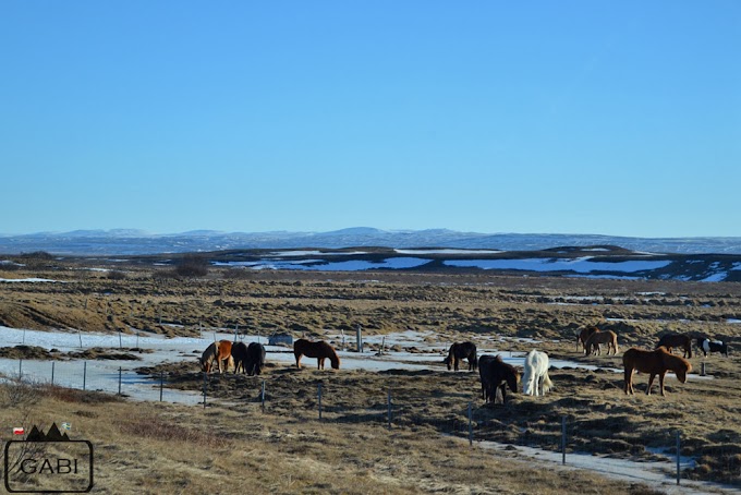 Przejażdżka na koniach islandzkich, czyli Islandii ciąg dalszy