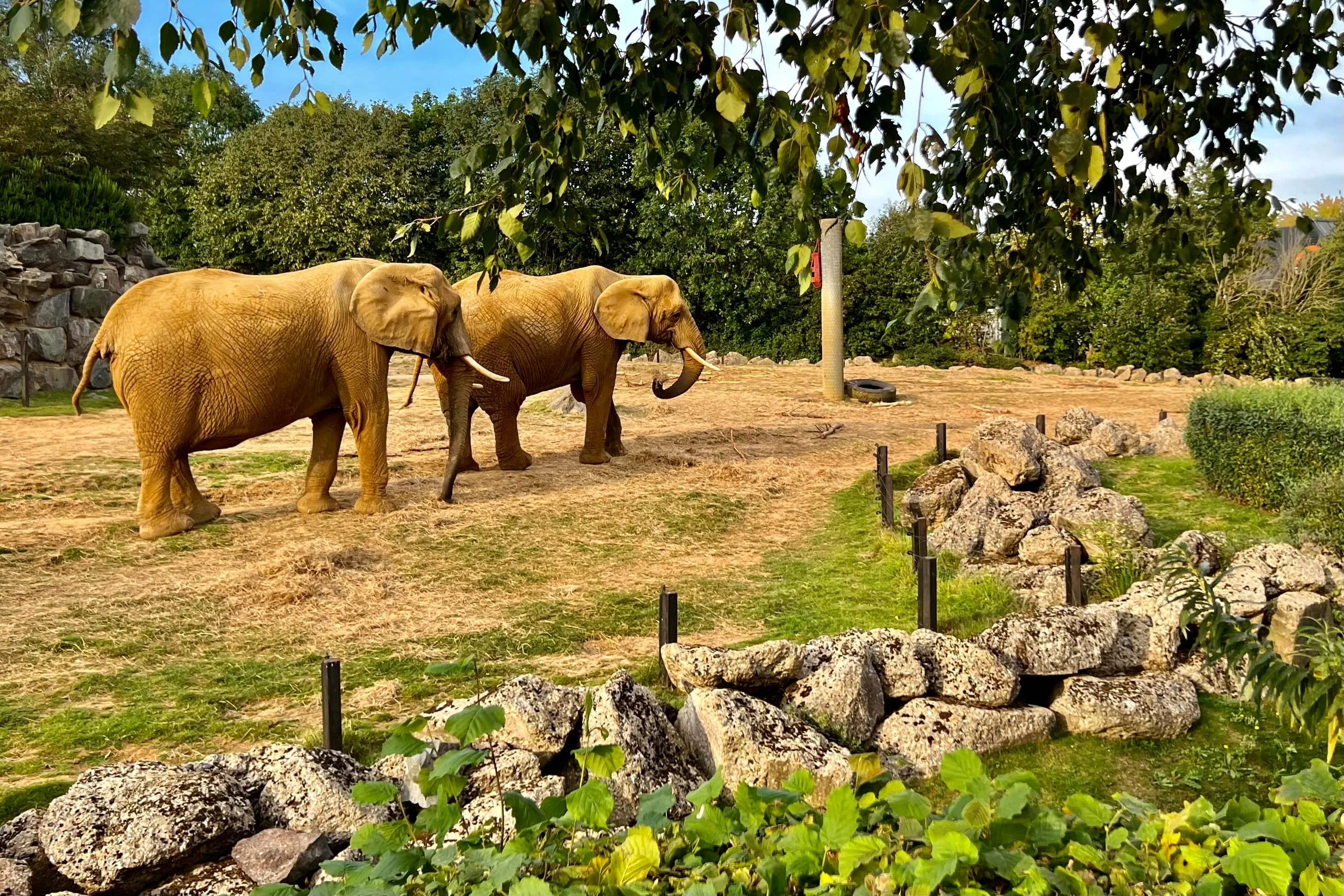 2 of the elephants at Colchester Zoo in Essex