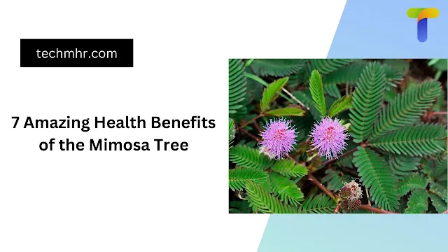 7 Amazing Health Benefits of the Mimosa Tree