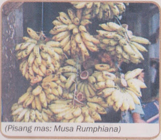 Pisang Mas (Musa Rumphiana)