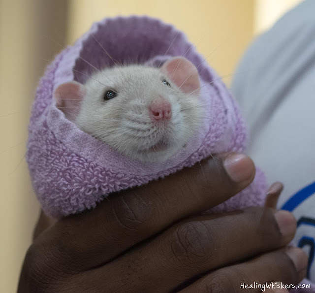 Oliver the Therapy Rat at Shorter University