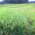 Cara Meningkatkan Hasil Panen Padi Sawah