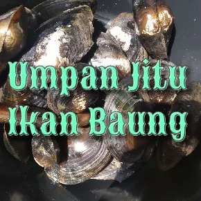 Umpan Ikan Baung Selain Kucur, Kijing