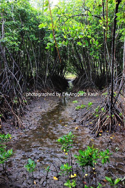 Lantai hutan mangrove memiliki ekosistem yang khas.