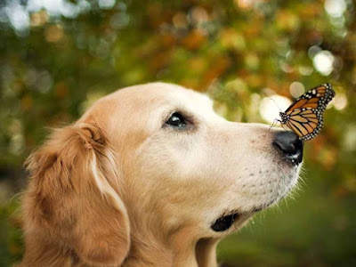 Butterfly play with dog