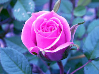 Resultado de imagem para rosas lindas