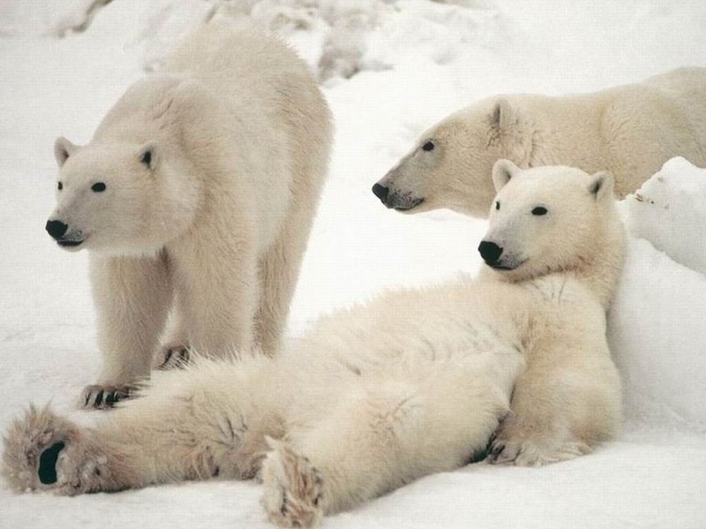 Polar bear wallpaper desktop |Funny Animal