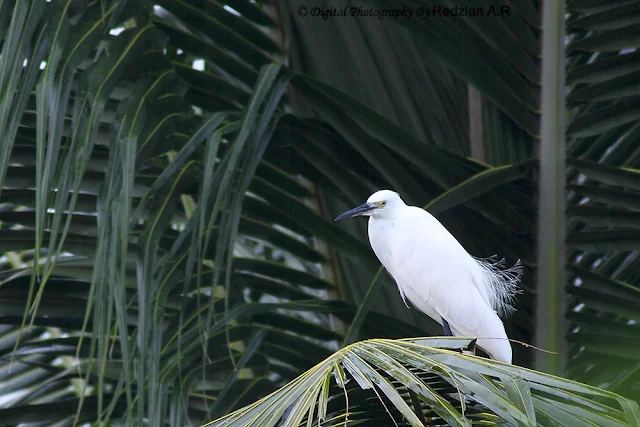 Little Egret