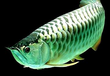 Menyediakan Supplier Jual Bibit Ikan Arwana Jakarta