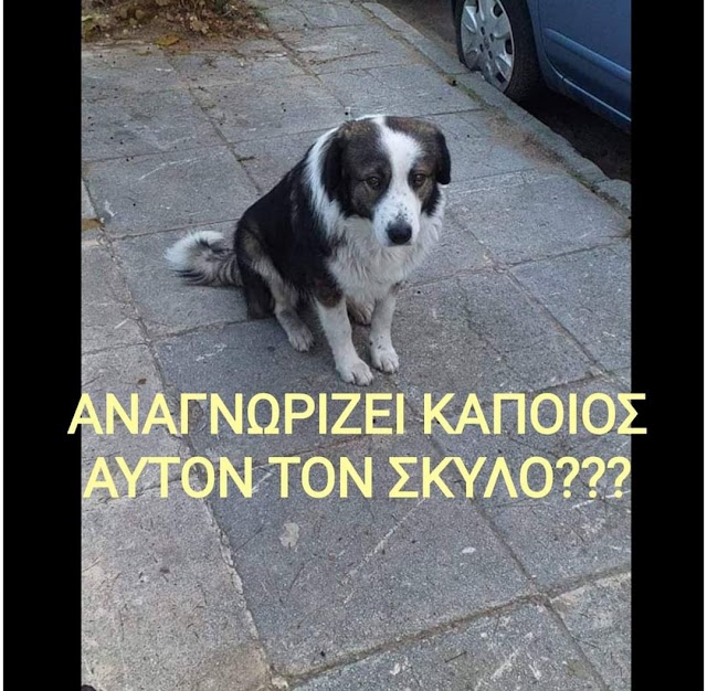 Έκτακτη είδηση για σκυλάκι