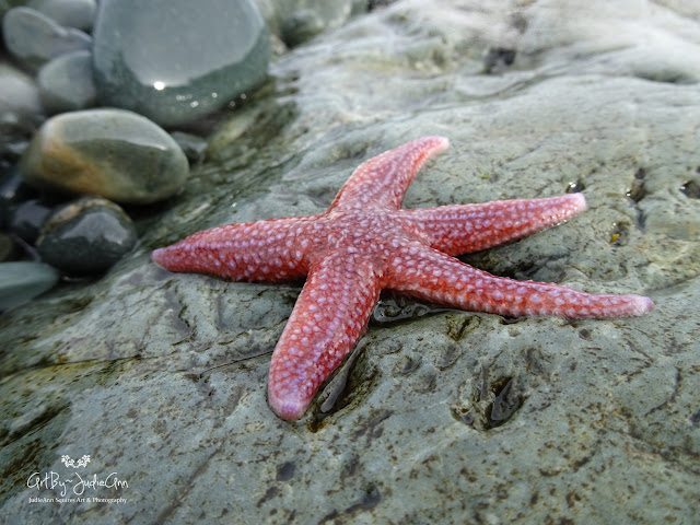 Starfish Photos