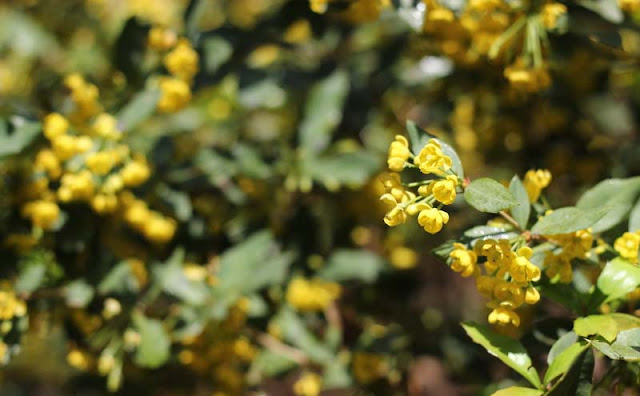 Berberis Pruinosa Flowers Pictures