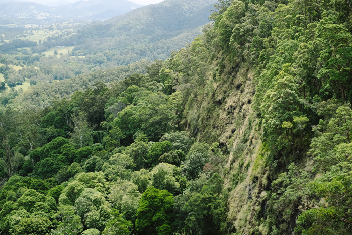 qld state forest