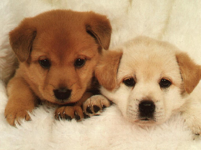 Cute Dog Puppies 27