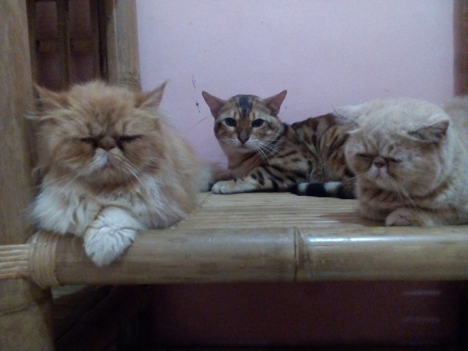 Grooming Kucing Jogja