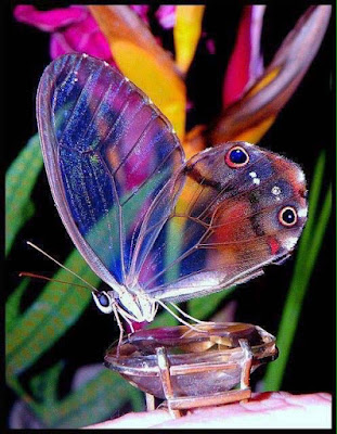 butterfly-sitting-on-diamond-images