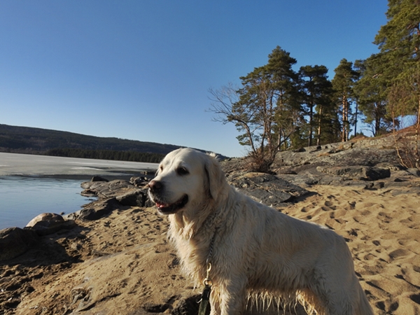 røsholmstranda tyrifjorden