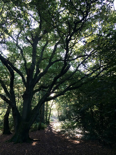 Sunlight through the trees on Hayes Common, 6 October 2013.