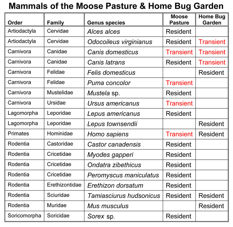 The Home Bug Garden: Rugged up until Spring: A Mammalian ...