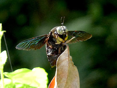 Black Carpenter Bee (Xylocopa latipes)