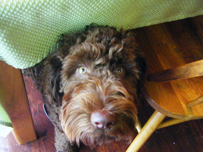 Alfie's face peeks out from under the tablecloth with an intense, staring expression in his eyes