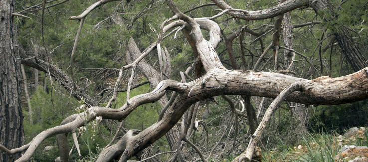 Signs of a dying tree can include dead branches in the canopy