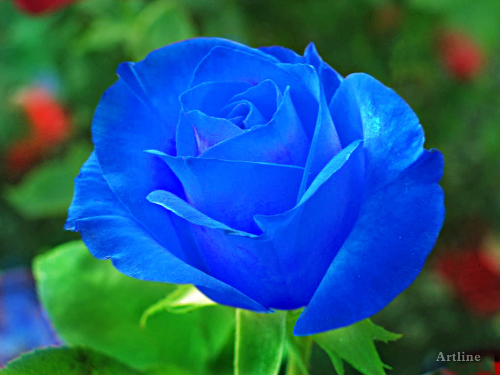 Blue Rose  With Green Leaf HD  Wallpaper  Artline Feel 