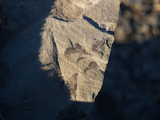 Sunlight shining on fossil plant