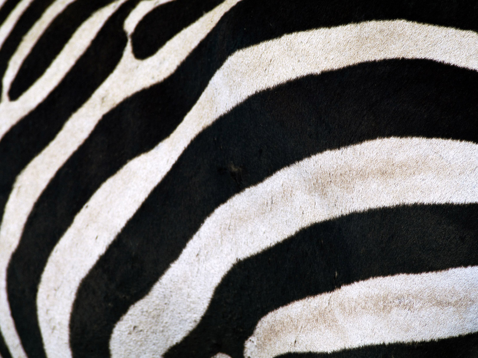 Best Wallpapers: Zebras Wallpapers